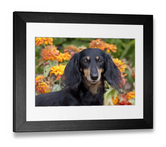 Framed Print : Head portrait of black and tan smooth coated Dachshund with zinnias, Illinois, USA Framed Print : Head portrait of black and tan smooth coated Dachshund with zinnias, Illinois, USA