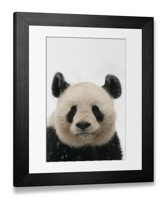Framed Print : Head portrait of Giant panda (Ailuropoda melanoleuca) covered in snow captive (born Framed Print : Head portrait of Giant panda (Ailuropoda melanoleuca) covered in snow captive (born