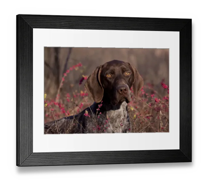 Framed Print : Portrait of German Shorthair Pointer in thicket of pink berries, Illinois, USA Framed Print : Portrait of German Shorthair Pointer in thicket of pink berries, Illinois, USA