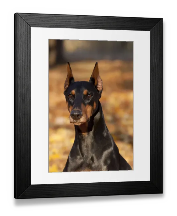 Framed Print : Portrait of female Doberman Pinscher sitting in yellow maple leaves, Illinois, USA Framed Print : Portrait of female Doberman Pinscher sitting in yellow maple leaves, Illinois, USA
