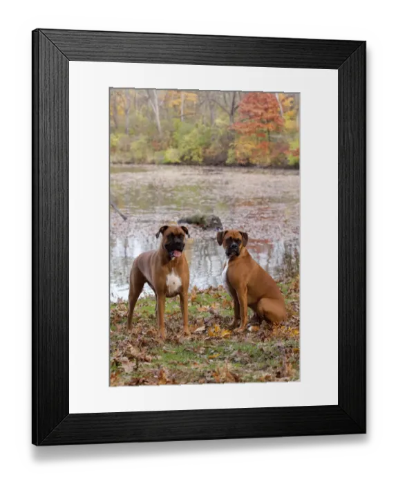 Framed Print : HeaPair of male Boxers fawn coloured with natural ears, sitting by lake in Autumn Framed Print : HeaPair of male Boxers fawn coloured with natural ears, sitting by lake in Autumn