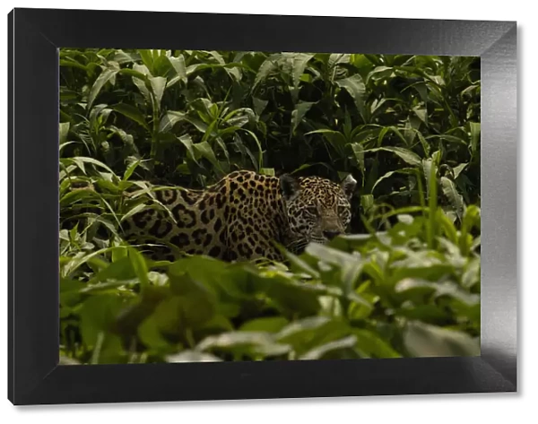 Jaguar (Panthera onca) female, hiding in dense high grass. Cuiaba river, Pantanal