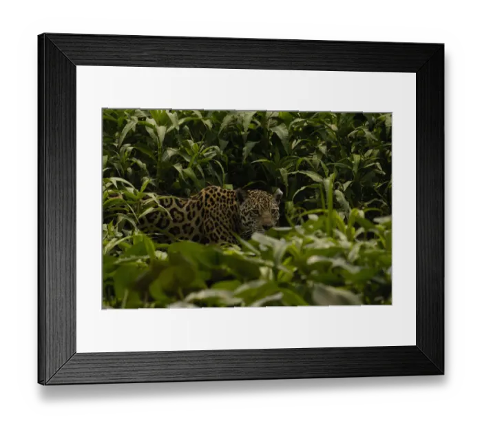Framed Print : Jaguar (Panthera onca) female, hiding in dense high grass. Cuiaba river, Pantanal Framed Print : Jaguar (Panthera onca) female, hiding in dense high grass. Cuiaba river, Pantanal