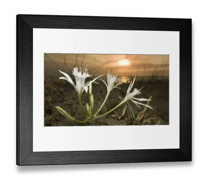 Framed Print : Sea daffodil / lily (Pancratium maritimum) flowers open in late afternoon and remain open overnight Framed Print : Sea daffodil / lily (Pancratium maritimum) flowers open in late afternoon and remain open overnight