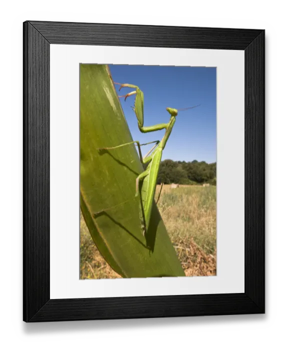 Framed Print : European praying mantis (Mantis religiosa) camouflaged on leaf, Tuscany, Italy Framed Print : European praying mantis (Mantis religiosa) camouflaged on leaf, Tuscany, Italy