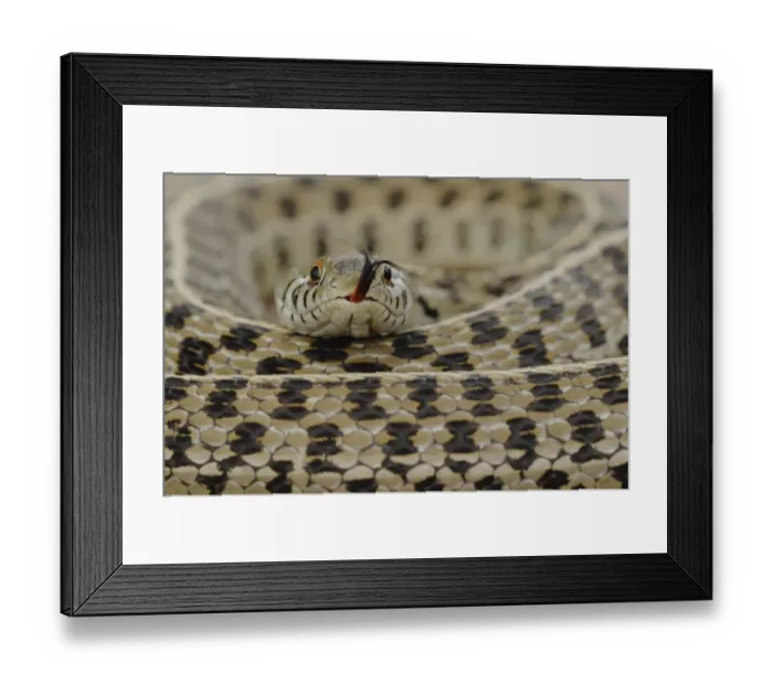 Framed Print : Checkered Garter Snake (Thamnophis marcianus marcianus) coiled with tongue protruding Framed Print : Checkered Garter Snake (Thamnophis marcianus marcianus) coiled with tongue protruding