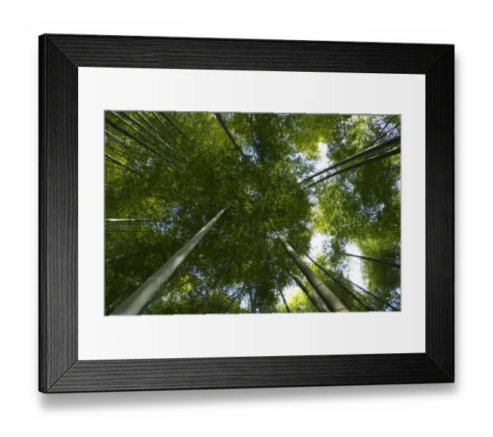 Framed Print : Giant bamboo (Cathariostachys) view up into canopy from the forest floor, Kyoto