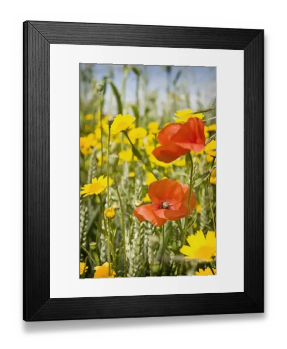Framed Print : Common poppies (Papaver rhoeas) and Corn marigold (Chrysanthemum segetum) growing in a Wheat field Framed Print : Common poppies (Papaver rhoeas) and Corn marigold (Chrysanthemum segetum) growing in a Wheat field