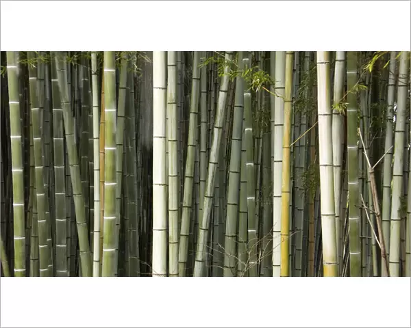 Stems of Giant bamboo (Cathariostachys) Rakusai Bamboo Park, Japan
