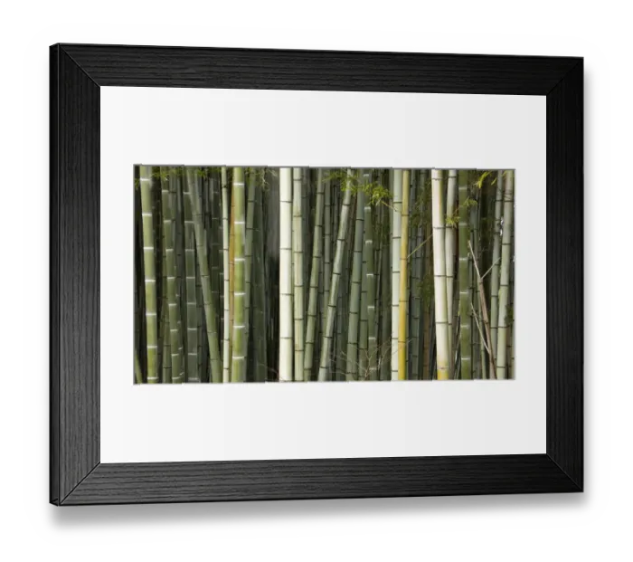Framed Print : Stems of Giant bamboo (Cathariostachys) Rakusai Bamboo Park, Japan Framed Print : Stems of Giant bamboo (Cathariostachys) Rakusai Bamboo Park, Japan