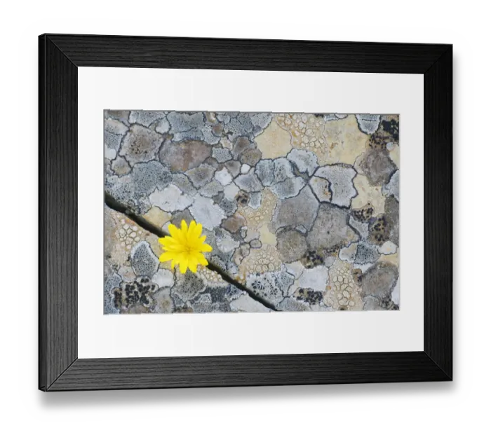 Framed Print : Map lichen (Rhizocarpon geographicum) on rock with (Hyoseris radiata) flower, Menorca Framed Print : Map lichen (Rhizocarpon geographicum) on rock with (Hyoseris radiata) flower, Menorca