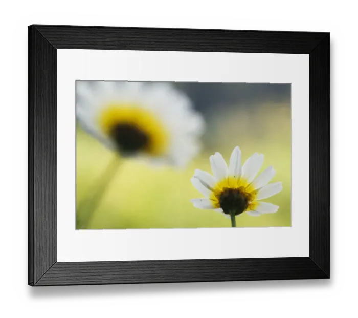 Framed Print : Crown daisy flower (Glebionis coronarium) Menorca, Balearic Islands, Spain, Europe Framed Print : Crown daisy flower (Glebionis coronarium) Menorca, Balearic Islands, Spain, Europe