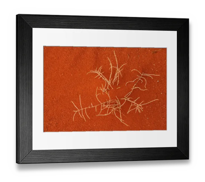 Framed Print : Dry plant in the red sand of Khazali mountains, Wadi Rum Protected Area, Jordan Framed Print : Dry plant in the red sand of Khazali mountains, Wadi Rum Protected Area, Jordan