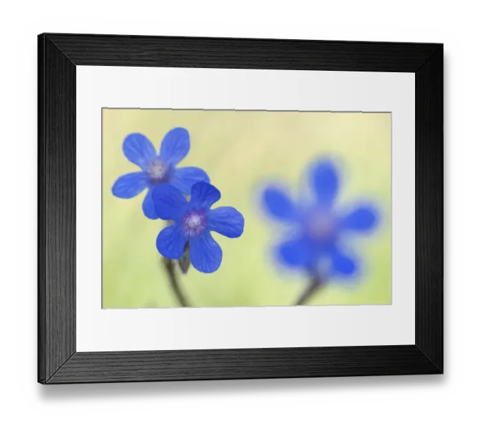 Framed Print : Alkanet flowers (Anchusa sp) Menorca, Balearic Islands, Spain, Europe Framed Print : Alkanet flowers (Anchusa sp) Menorca, Balearic Islands, Spain, Europe