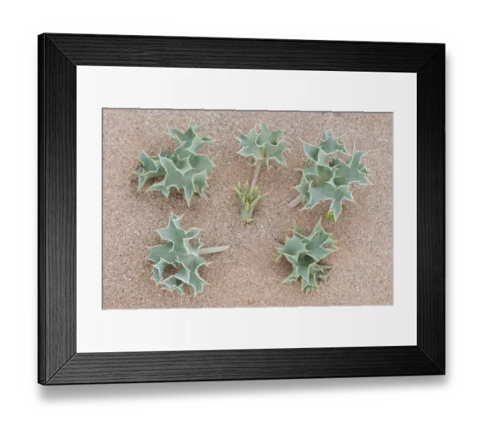 Framed Print : Sea holly (Eryngium maritimum) growing in sand dune, Menorca, Balearic Islands, Spain Framed Print : Sea holly (Eryngium maritimum) growing in sand dune, Menorca, Balearic Islands, Spain