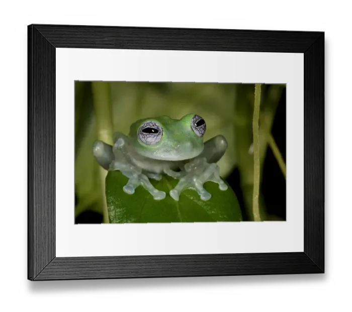 Framed Print : White-spotted leaf frog (Cochranella albomaculata) captive, from Central America Framed Print : White-spotted leaf frog (Cochranella albomaculata) captive, from Central America