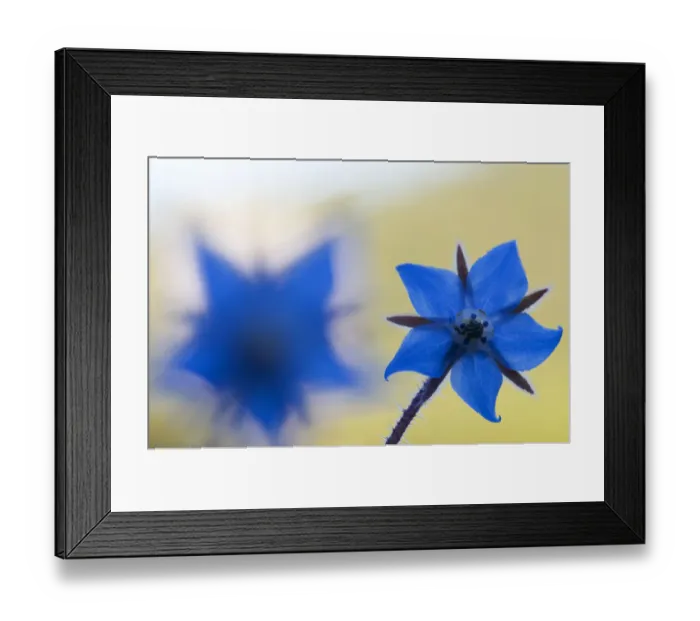 Framed Print : Borage (Borago officinalis) flowers, Menorca, Balearic Islands, Spain, Europe Framed Print : Borage (Borago officinalis) flowers, Menorca, Balearic Islands, Spain, Europe