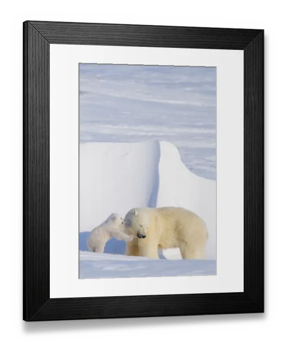 Framed Print : Polar bear (Ursus maritimus) sow plays with her spring cub outside their den in late winter Framed Print : Polar bear (Ursus maritimus) sow plays with her spring cub outside their den in late winter