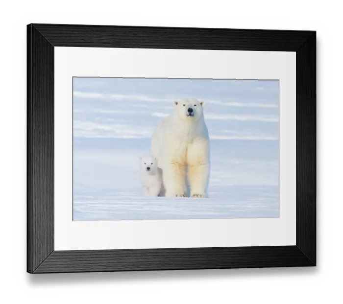 Framed Print : Polar bear (Ursus maritimus) sow with her cub outside their den in late winter, Arctic coast of Alaska Framed Print : Polar bear (Ursus maritimus) sow with her cub outside their den in late winter, Arctic coast of Alaska