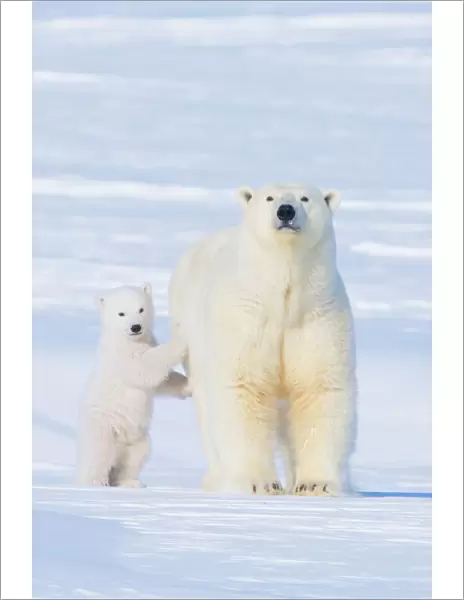 Portrait of Polar bear (Ursus maritimus) sow standing with her cub on the snow in late winter