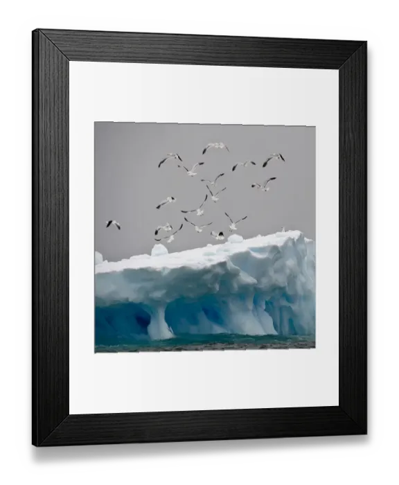 Framed Print : Flock of Kelp / Southern black backed Gulls (Larus dominicanus) flying over iceberg Framed Print : Flock of Kelp / Southern black backed Gulls (Larus dominicanus) flying over iceberg
