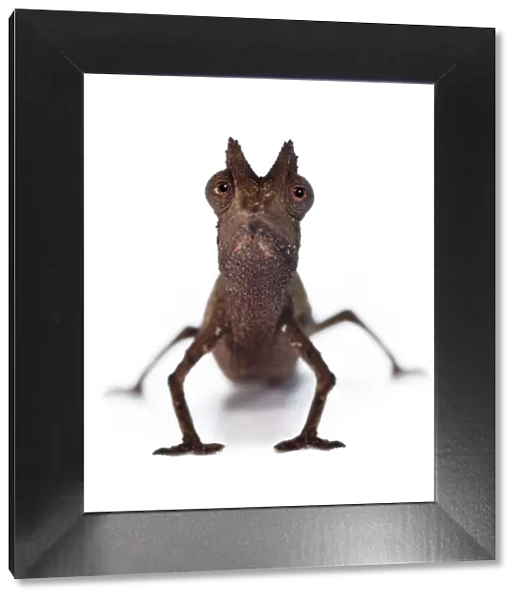 Stump-tailed Leaf Chameleon (Brookesia superciliaris) on white background, from rainforest