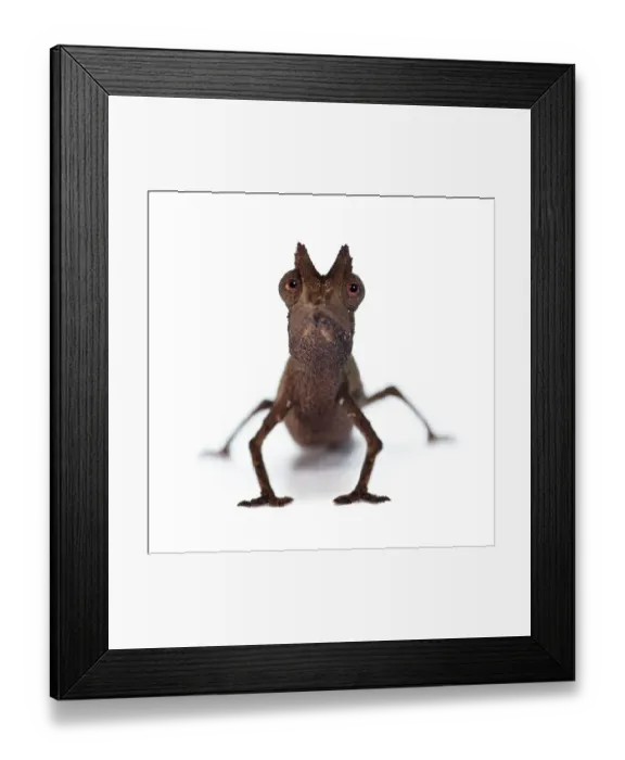 Framed Print : Stump-tailed Leaf Chameleon (Brookesia superciliaris) on white background, from rainforest Framed Print : Stump-tailed Leaf Chameleon (Brookesia superciliaris) on white background, from rainforest
