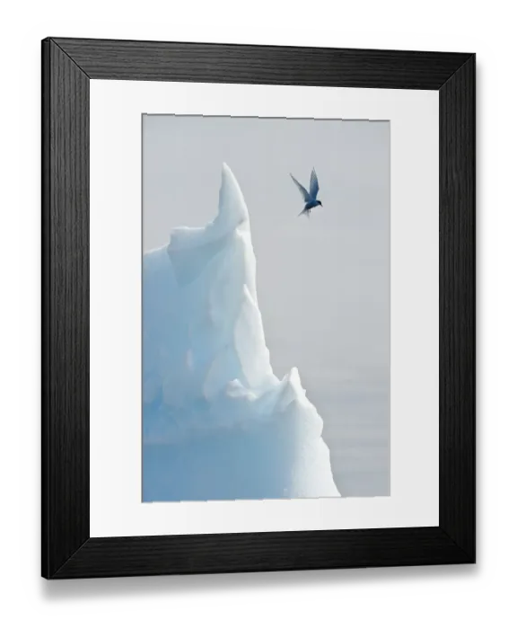 Framed Print : Arctic tern (Sterna Paradisaea) hovering in flight over an iceberg. Peterman Island Framed Print : Arctic tern (Sterna Paradisaea) hovering in flight over an iceberg. Peterman Island