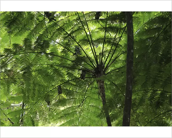 Frond pattern of tree ferns (Cyathea arborea) in lowland tropical rainforest at 420 metres