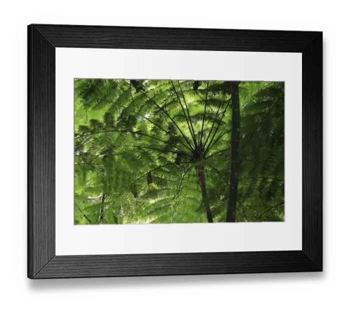 Framed Print : Frond pattern of tree ferns (Cyathea arborea) in lowland tropical rainforest at 420 metres Framed Print : Frond pattern of tree ferns (Cyathea arborea) in lowland tropical rainforest at 420 metres