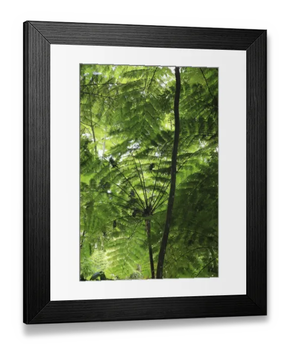 Framed Print : Frond pattern of tree ferns (Cyathea arborea) in lowland tropical rainforest at 420 metres