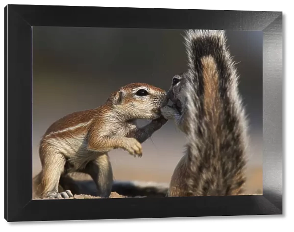 Two Cape Ground squirrels (Xerus inauris) greeting, Kgalagadi Transfrontier Park