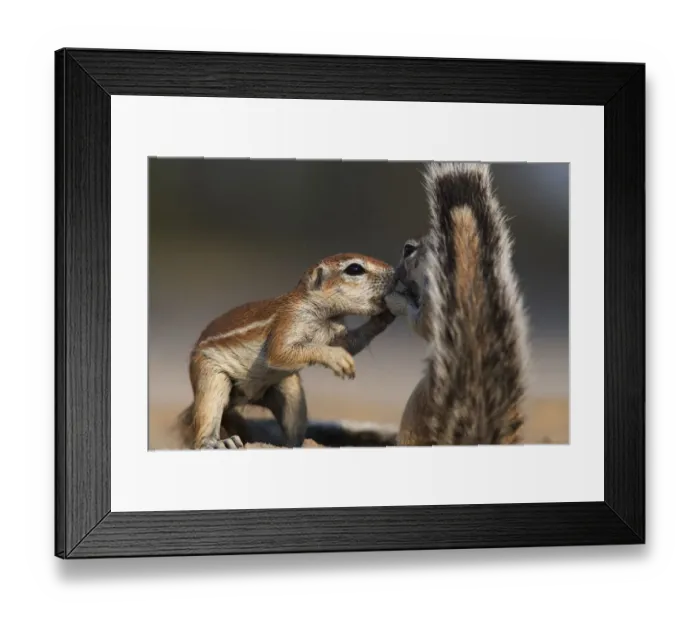 Framed Print : Two Cape Ground squirrels (Xerus inauris) greeting, Kgalagadi Transfrontier Park Framed Print : Two Cape Ground squirrels (Xerus inauris) greeting, Kgalagadi Transfrontier Park