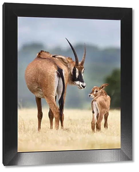 Roan antelope (Hippotragus equinus) with young offspring, Mlilwane nature reserve