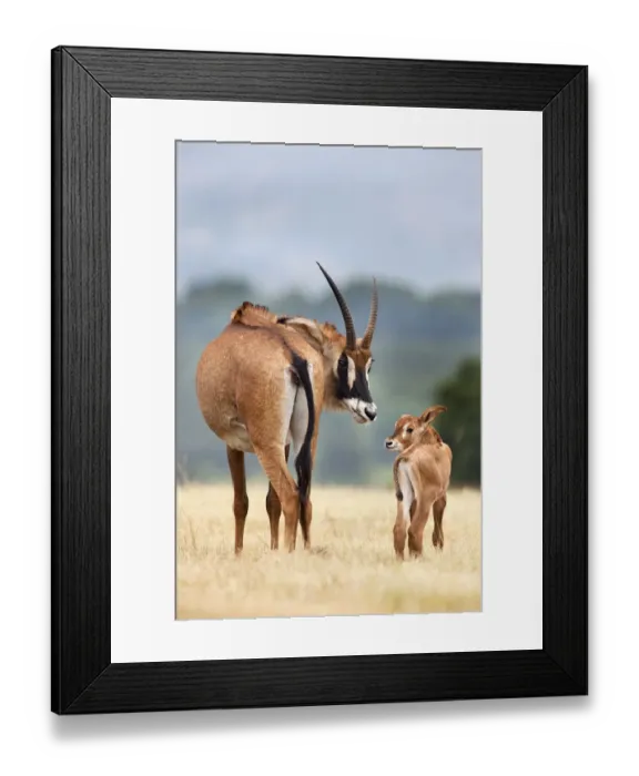 Framed Print : Roan antelope (Hippotragus equinus) with young offspring, Mlilwane nature reserve Framed Print : Roan antelope (Hippotragus equinus) with young offspring, Mlilwane nature reserve