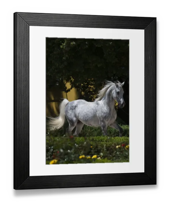 Framed Print : A Shagya Arab stallion (Equus caballlus) is shown in hand in the courtyard of Framed Print : A Shagya Arab stallion (Equus caballlus) is shown in hand in the courtyard of