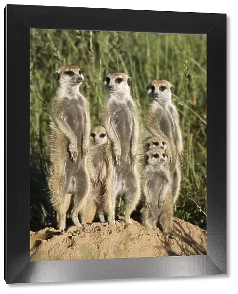 Meerkat  /  Suricate family group (Suricatta suricata) standing alert together, Kalahari