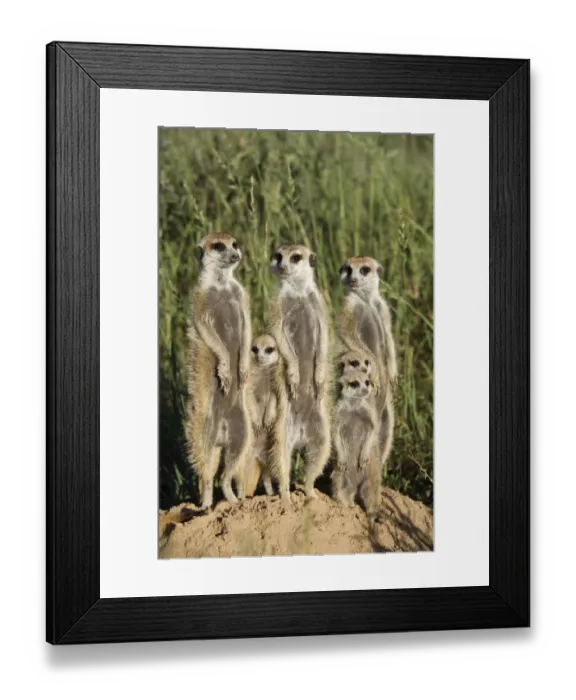 Framed Print : Meerkat  /  Suricate family group (Suricatta suricata) standing alert together, Kalahari