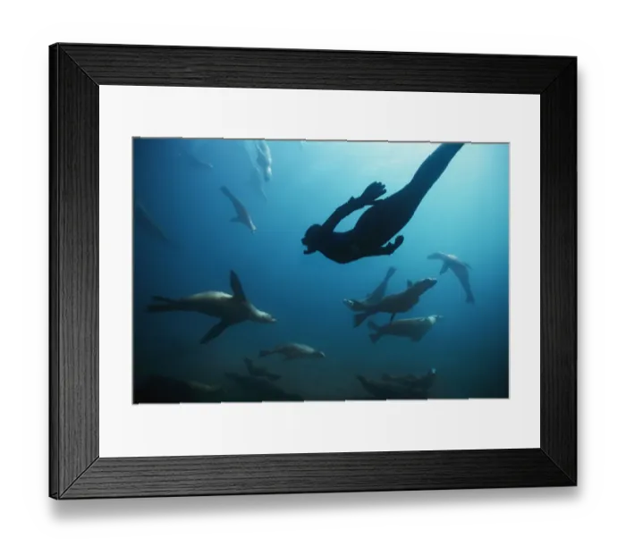 Framed Print : Free diver swimming amongst Californian sealions (Zalophus californianus) Anacapa Island Framed Print : Free diver swimming amongst Californian sealions (Zalophus californianus) Anacapa Island