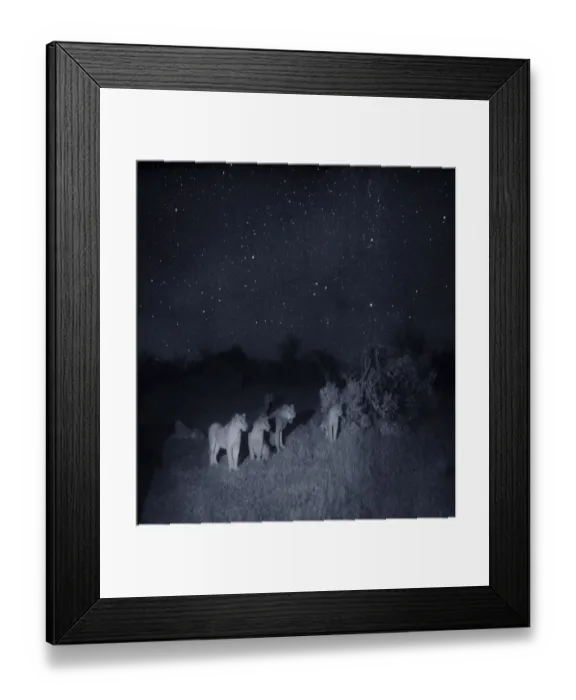 Framed Print : Group of lions (Panthera leo) at night, Masai Mara, Kenya Framed Print : Group of lions (Panthera leo) at night, Masai Mara, Kenya
