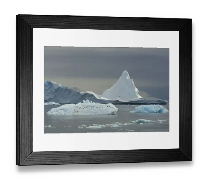 Framed Print : Adelie penguins (Pygoscelis adeliae) on iceberg, Antarctica, January Framed Print : Adelie penguins (Pygoscelis adeliae) on iceberg, Antarctica, January