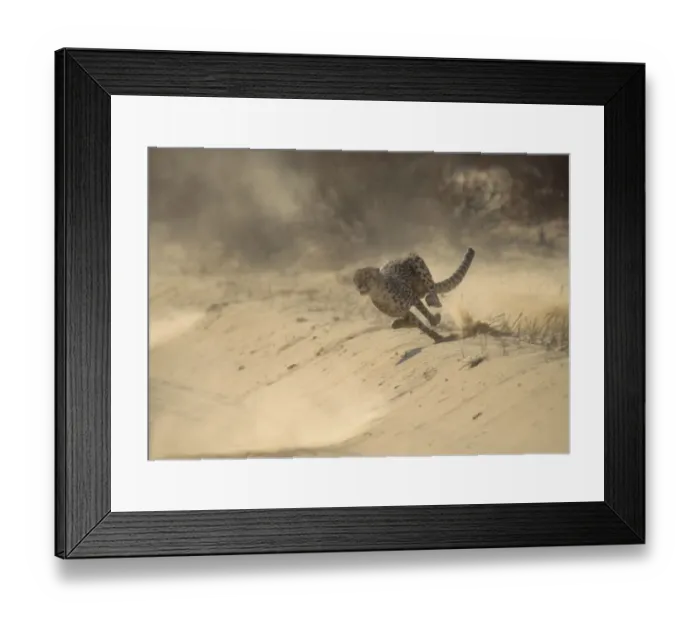 Framed Print : Cheetah (Acinonyx jubatus) running at full speed chasing Springbok prey, Kalahari Desert Framed Print : Cheetah (Acinonyx jubatus) running at full speed chasing Springbok prey, Kalahari Desert