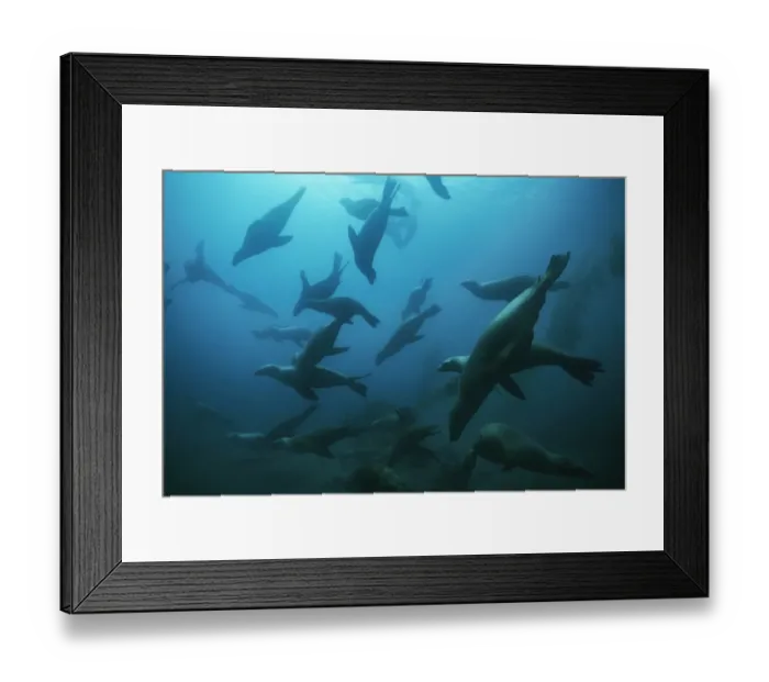 Framed Print : Large group of Californian sealions (Zalophus californianus) swimming underwater Framed Print : Large group of Californian sealions (Zalophus californianus) swimming underwater