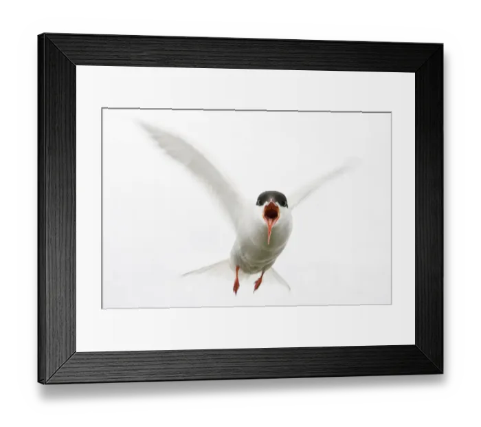 Framed Print : Arctic tern (Sterna paradisaea) in flight, calling, Farne Islands, Northumberland