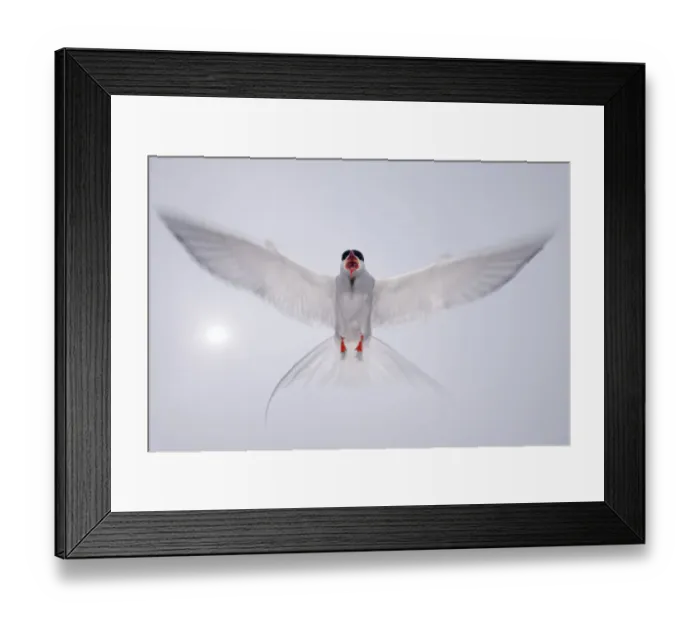 Framed Print : Arctic tern (Sterna paradisaea) in flight, vocalising, aggresive behaviour, Farne Islands