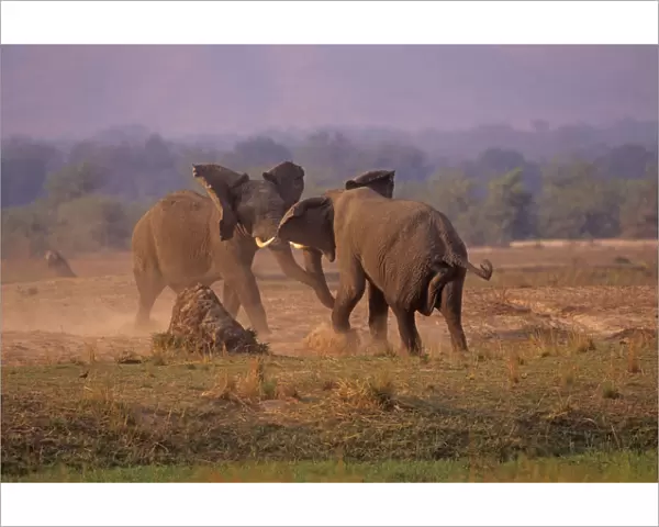 African Elephant (Loxodonta africana) bulls in dominance fight, Mono Pools national Park