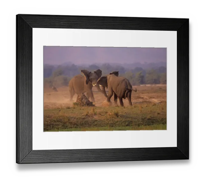 Framed Print : African Elephant (Loxodonta africana) bulls in dominance fight, Mono Pools national Park Framed Print : African Elephant (Loxodonta africana) bulls in dominance fight, Mono Pools national Park