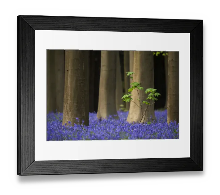 Framed Print : Deep blue carpet of Bluebells (Hyacinthoides non-scripta / Endymion scriptum) flowering Framed Print : Deep blue carpet of Bluebells (Hyacinthoides non-scripta / Endymion scriptum) flowering