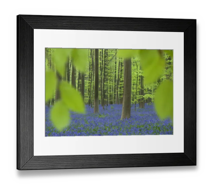 Framed Print : Bluebells (Hyacinthoides non-scripta / Endymion scriptum) flowering in Beech wood Framed Print : Bluebells (Hyacinthoides non-scripta / Endymion scriptum) flowering in Beech wood