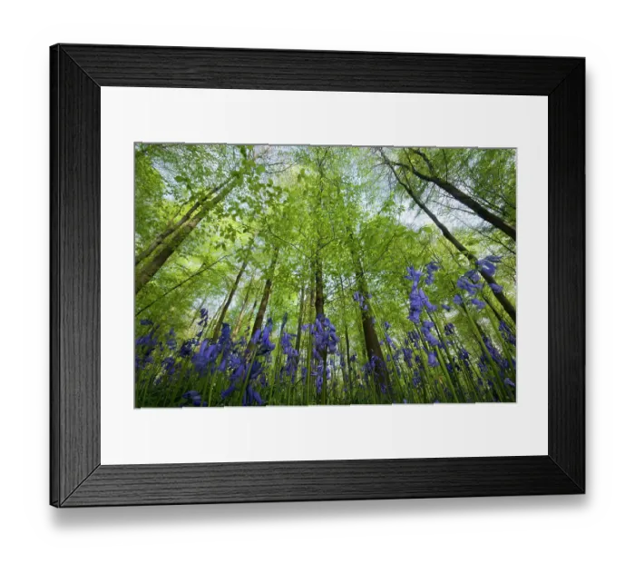 Framed Print : Bluebells (Hyacinthoides non-scripta / Endymion scriptum) flowering in beech wood, Hallerbos, Belgium, April, low angle shot Framed Print : Bluebells (Hyacinthoides non-scripta / Endymion scriptum) flowering in beech wood, Hallerbos, Belgium, April, low angle shot
